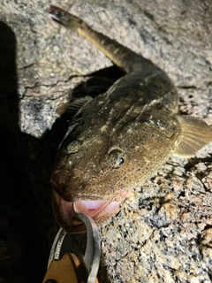 マゴチの釣果