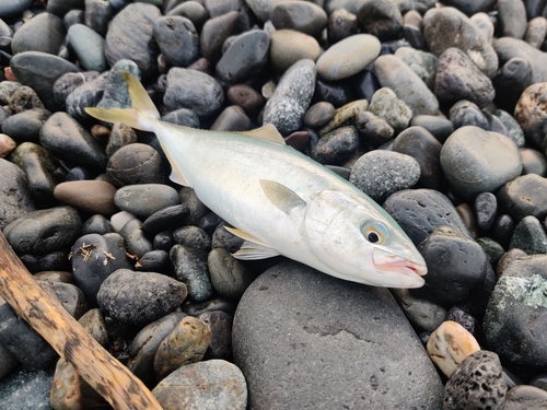 ワカシの釣果