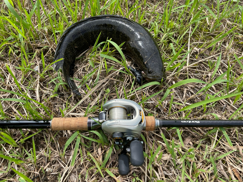 ライギョの釣果