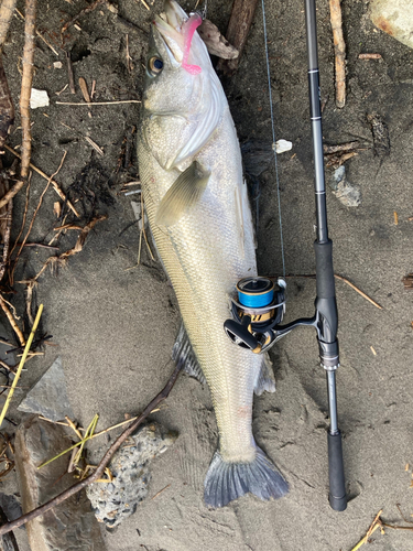 スズキの釣果