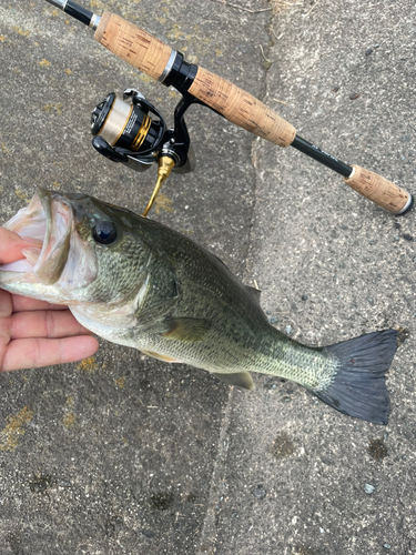 釣果