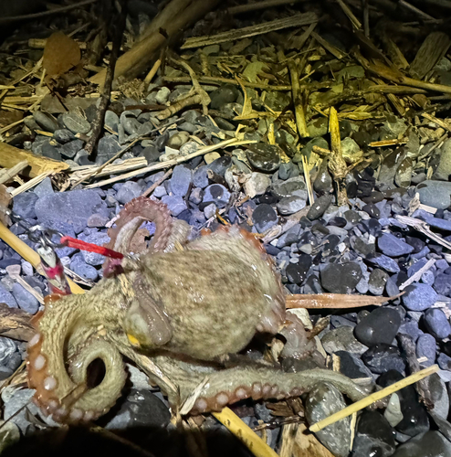 タコの釣果