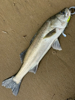 スズキの釣果