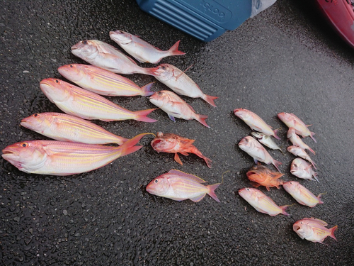 イトヨリダイの釣果