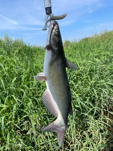 アメリカナマズの釣果