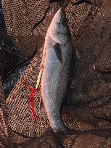 スズキの釣果