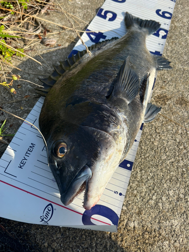 クロダイの釣果