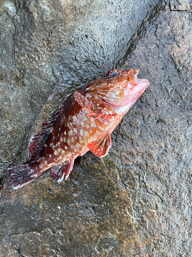 カサゴの釣果