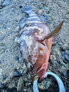 アコウの釣果