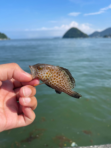 オオモンハタの釣果