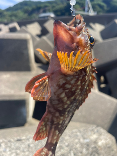 カサゴの釣果