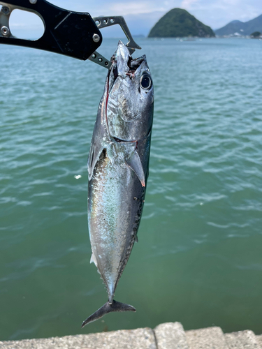 ソウダガツオの釣果