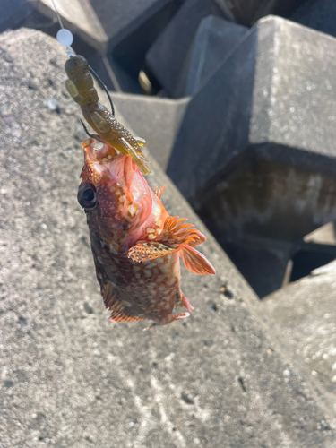 カサゴの釣果