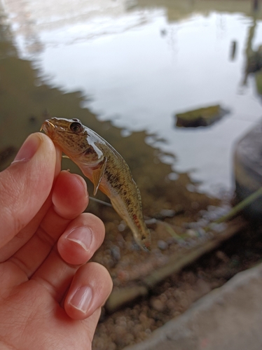 マハゼの釣果