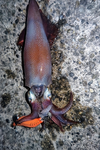 ケンサキイカの釣果