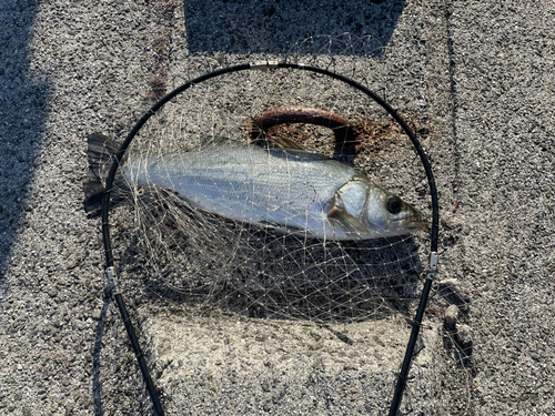 ヒラスズキの釣果