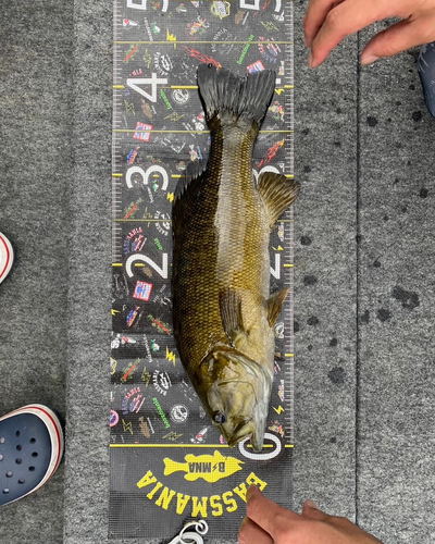 スモールマウスバスの釣果