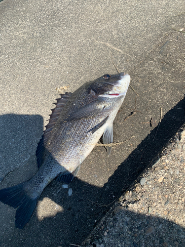 チヌの釣果