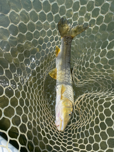 ニゴイの釣果