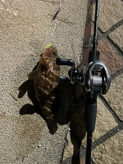 キジハタの釣果