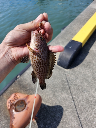 オオモンハタの釣果