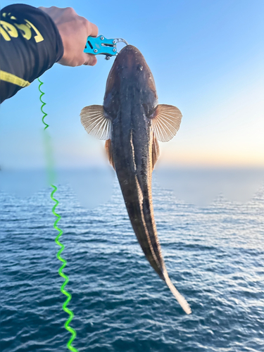 マゴチの釣果