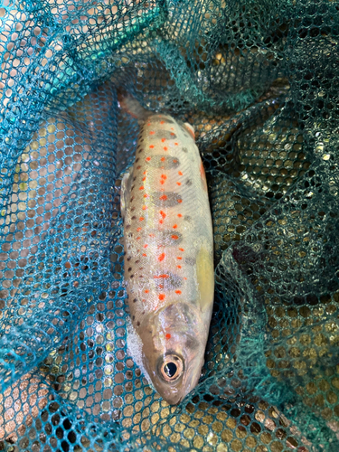 アマゴの釣果