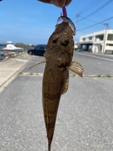 コチの釣果