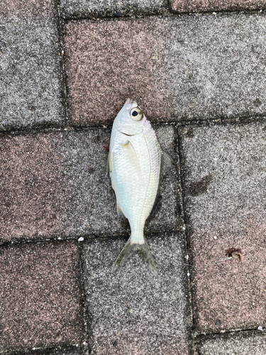 ウミタナゴの釣果