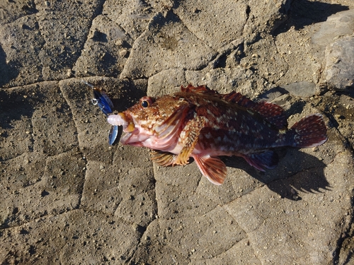 カサゴの釣果