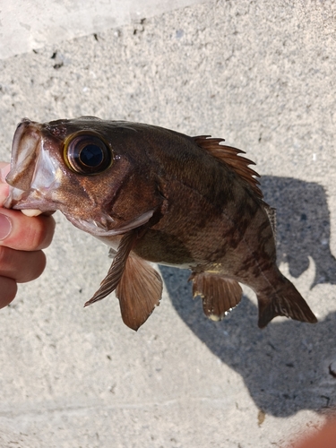 メバルの釣果