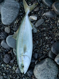 ワカシの釣果