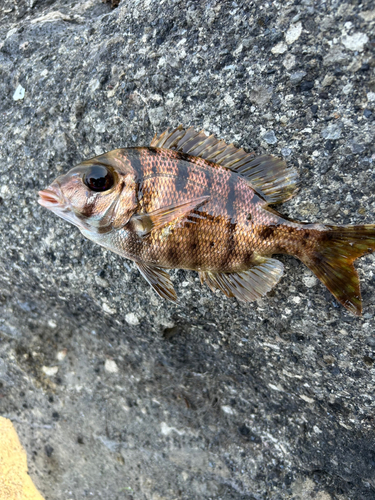 メイチダイの釣果