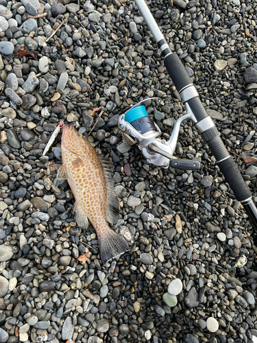 オオモンハタの釣果