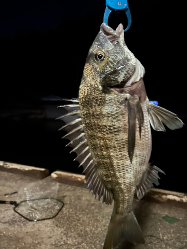 チヌの釣果