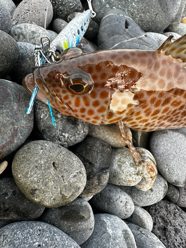 タコの釣果