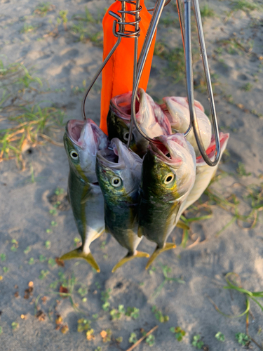 ワカシの釣果