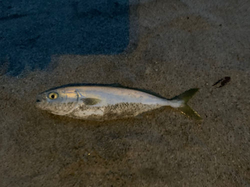 ワカシの釣果