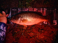 ブラックバスの釣果