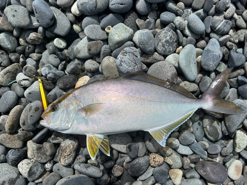 ショゴの釣果