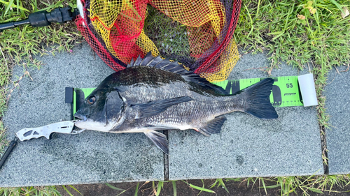 クロダイの釣果