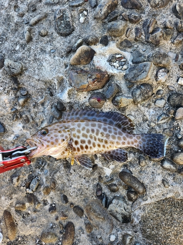 オオモンハタの釣果