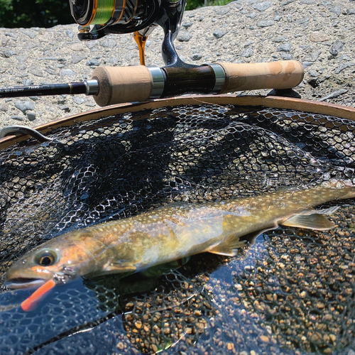 ニッコウイワナの釣果