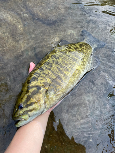 スモールマウスバスの釣果