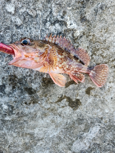 カサゴの釣果