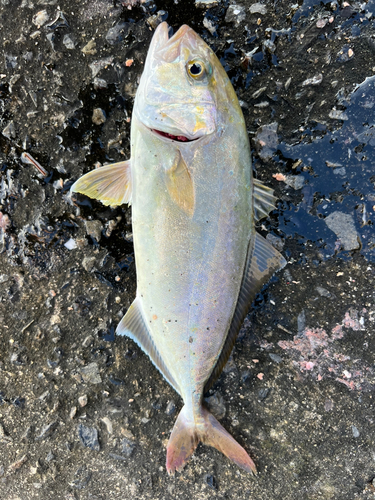 カンパチの釣果