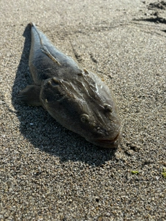 マゴチの釣果