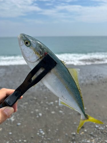 ワカナゴの釣果