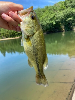 ラージマウスバスの釣果