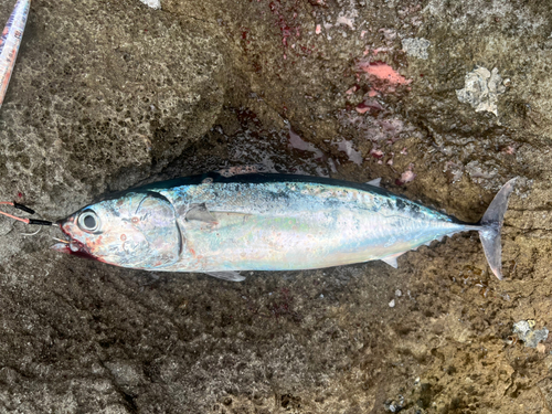 ソウダガツオの釣果